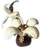 Tagua - Flower with 4 petals and a hummingbird