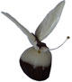 Tagua - Mariposa con alas blancas